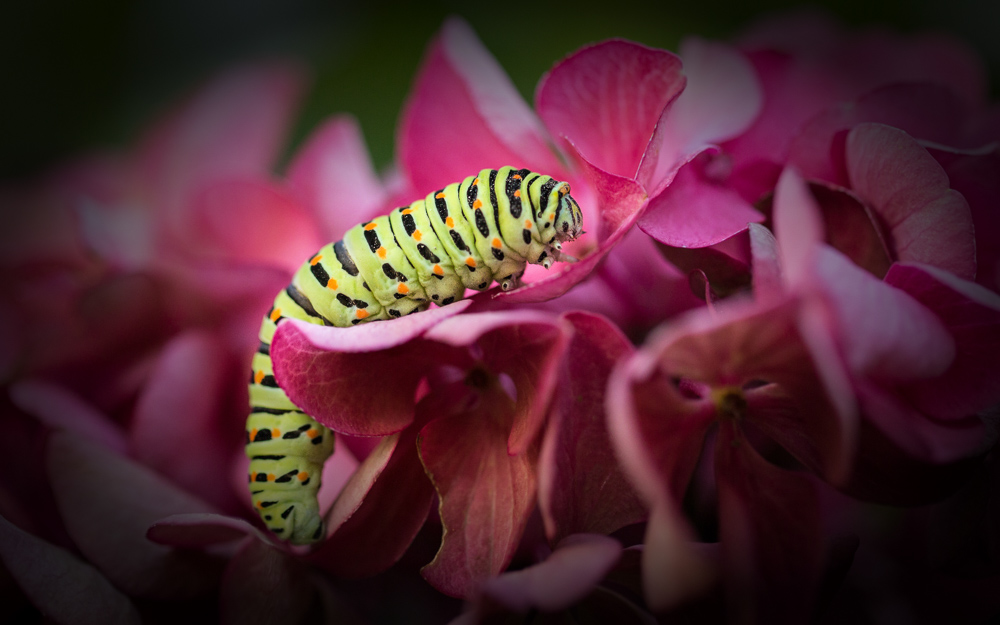 Platz 8 Willi Bitzer